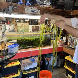 Vallisneria 3-5ft long plants