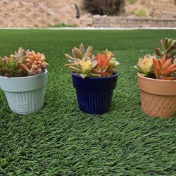 Small Succulent Arrangements