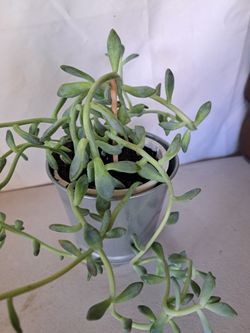 Succulents