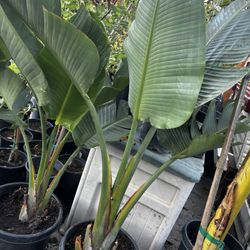 Jumbo birds Of Paradise