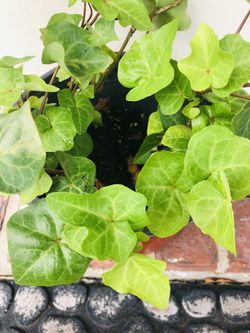 English Ivy Plant