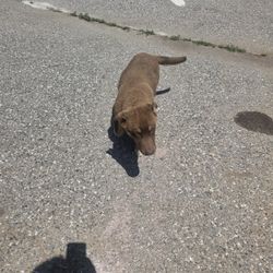 Perrito