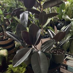 $9  Each Rubber Plant 