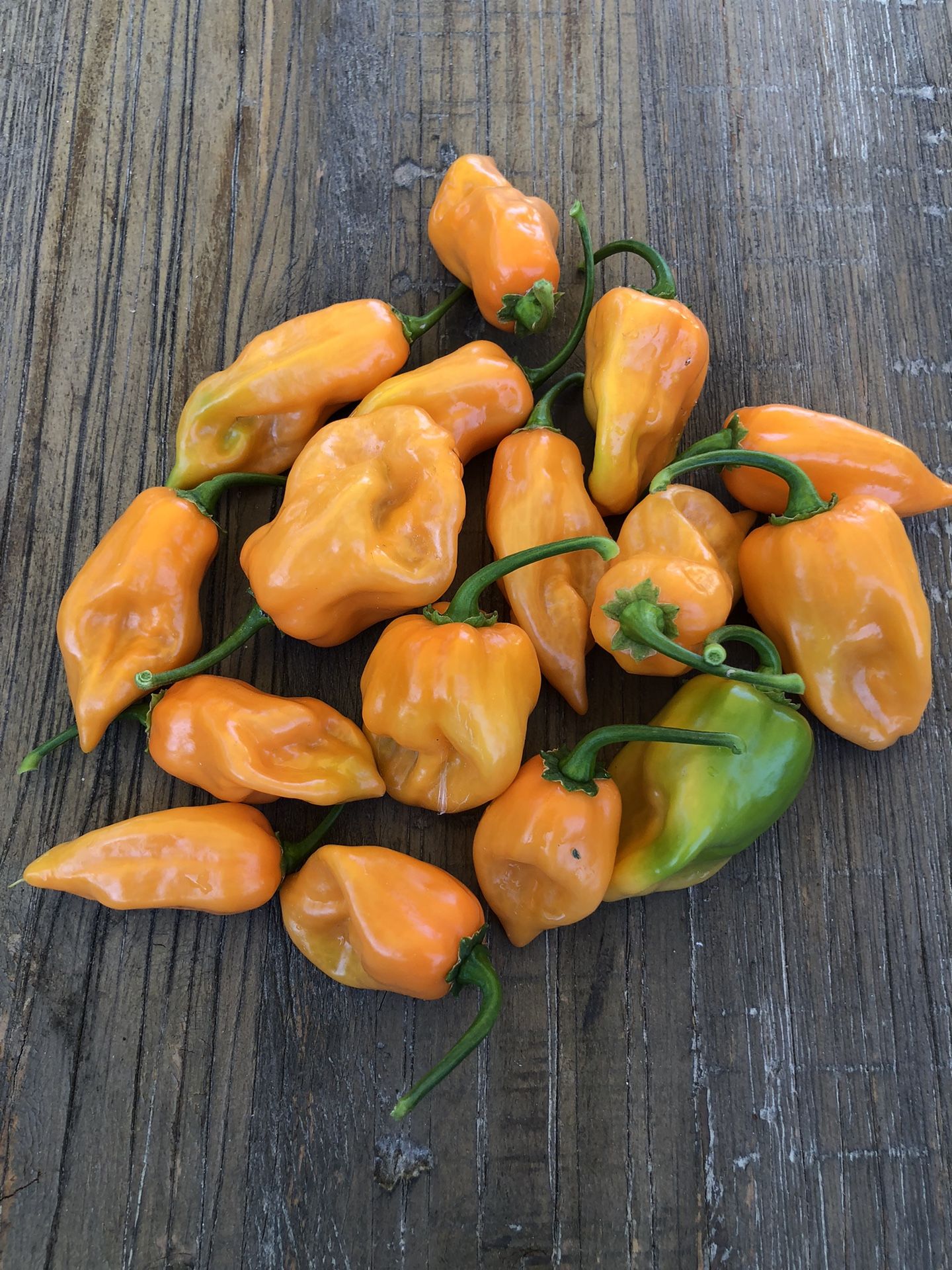 Fresh Picked Habaneros Daily To Order 