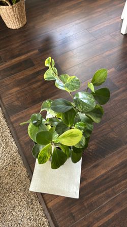 Indoor plant