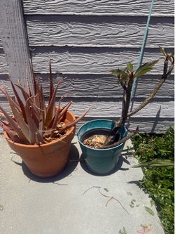 Free potted Plumeria or Aloe