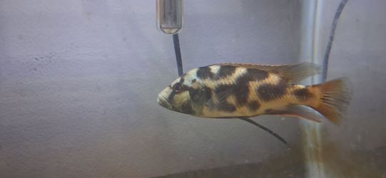 Fish tanks for sale