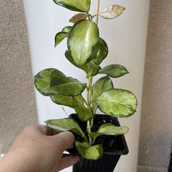 Beautiful Hoya Australis Lisa Plant 
