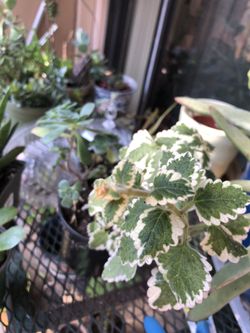 Mixed succulents and decorative plant