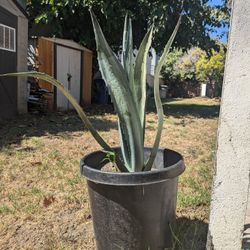 Agave