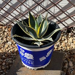 Agave Succulent