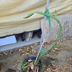 Dragon fruit plant