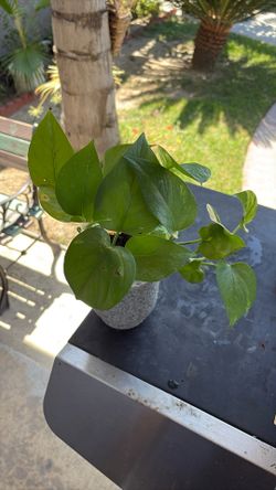 House Plants