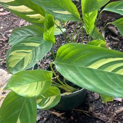prayer plant High Humidity Lover