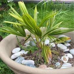 Plants For Sale With Pots 