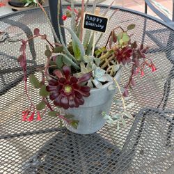 Variety Of Succulents In A Ceramic Pot- Gift Idea-Mothers Day 