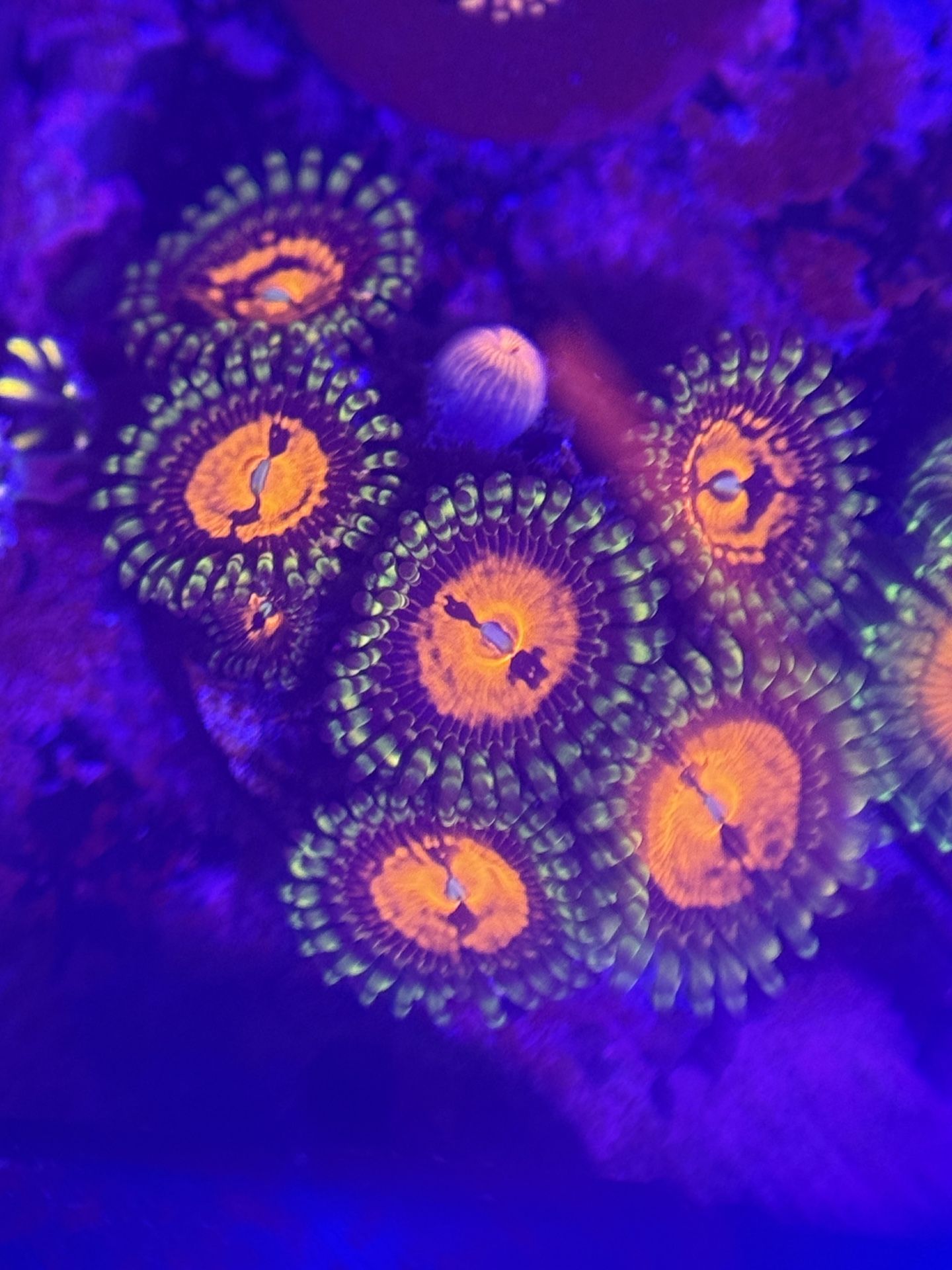 Hallucinations Zoas Located In Menifee