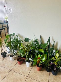 Plants for sale  $10 $ 20