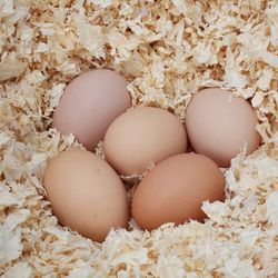 Farm fresh eggs