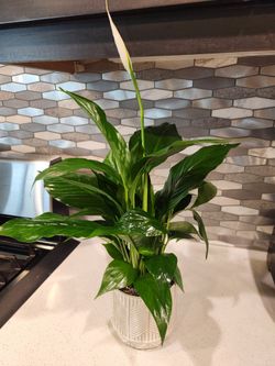 5"Peace Lily Plant in White Ceramic Pot