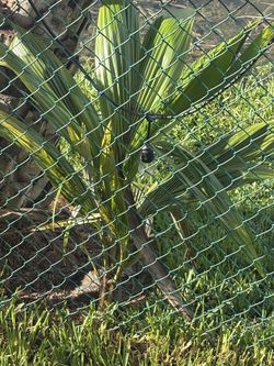 Coconut Palms