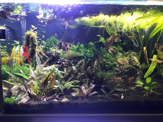 Rimless 50 gallon fish tank
