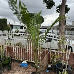 Beautiful Palm Over 6 Feet