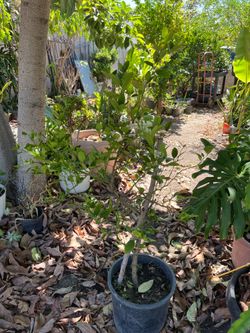 Lime Tree Airlayer 4 fts and 3 inches Tall Plant In 15 Gallons Pot Flowering Ready For Fruits