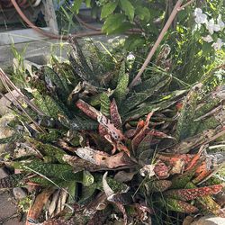 Large Mature Plants for sale