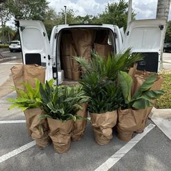 Tropical Plants *** Will Deliver ***