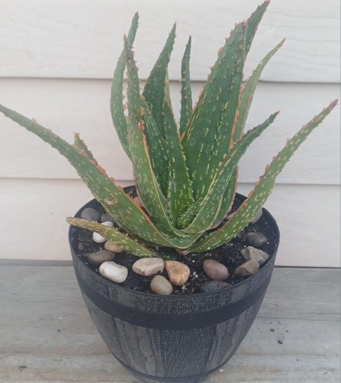 Aloe RED NEON Succulent Plant 🪴 (A)