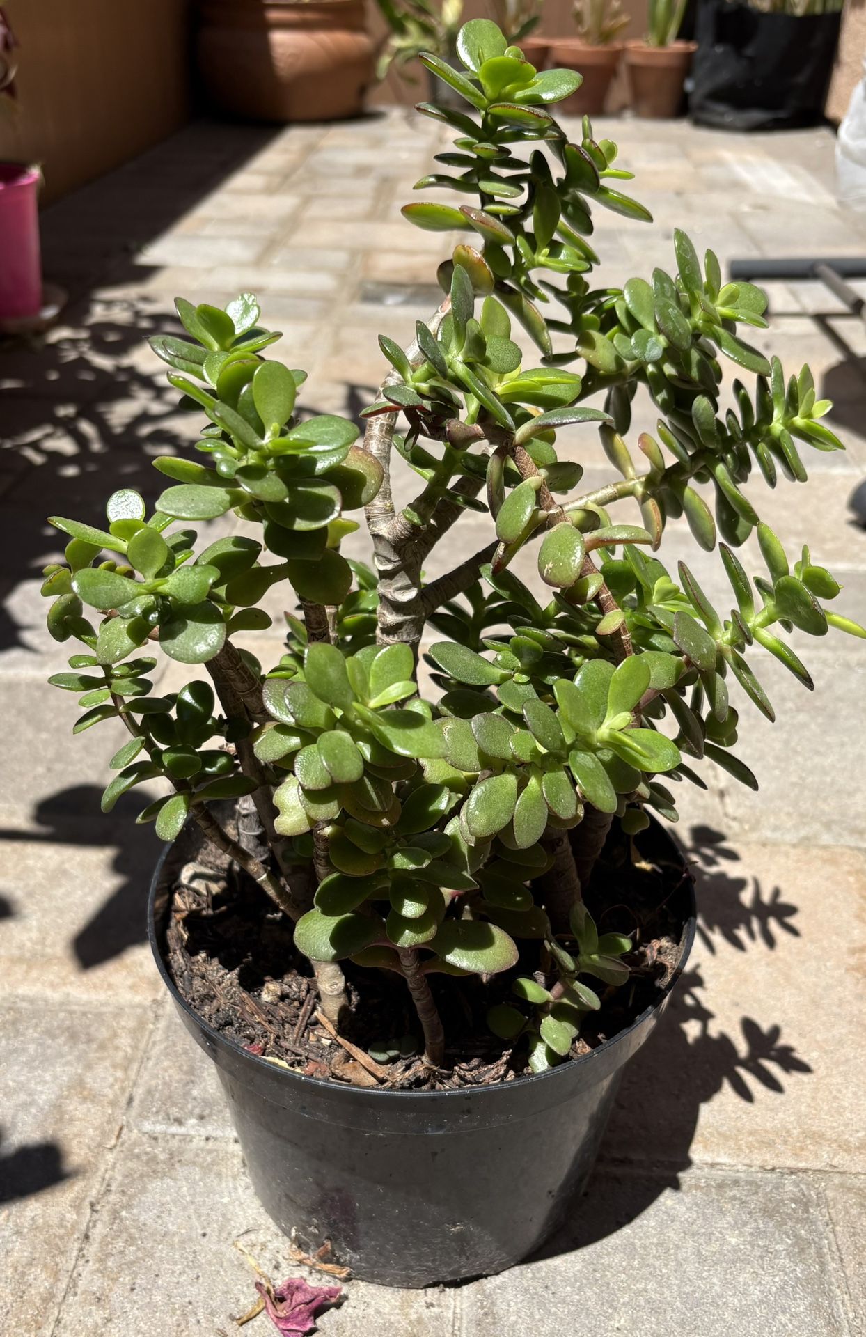 Jade Plant