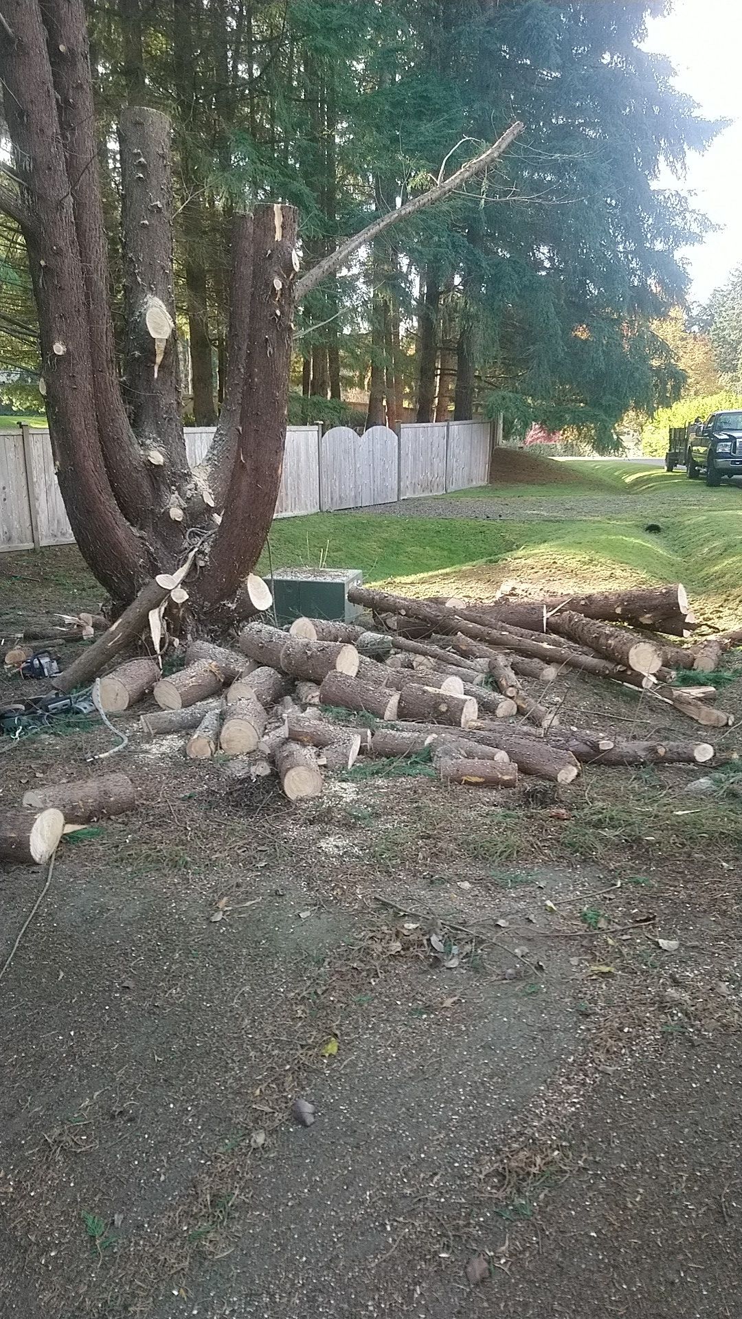 Free Firewood For Sale In Tacoma Wa Offerup