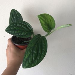 Beautiful Monstera Peru Plant