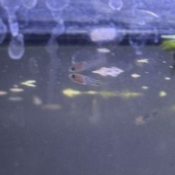baby swordtail fish tank  just the baby 