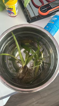 (Free) 5 pieces of vallisneria