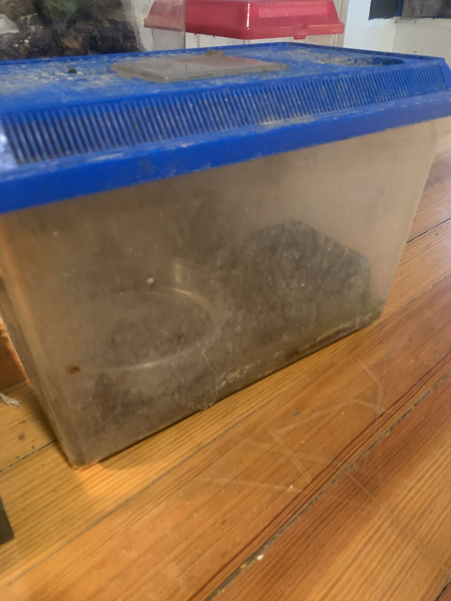 Tomato Frog Tank/ Reptile Tank/ Amphibian Tank!! $50!!