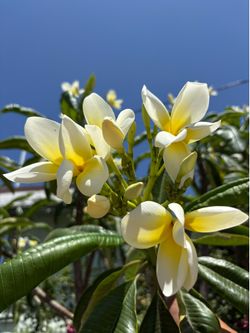 Plumeria cuts