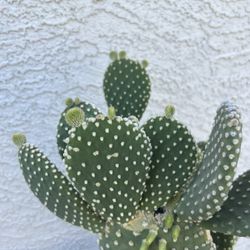 Cactus Plant 