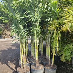 crhistmas Palms  over 7 to 8 feet tall Instant decoration 