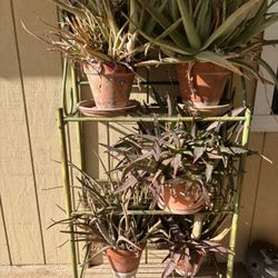 Aloe Vera Plants and Rustic Green Plant Stand