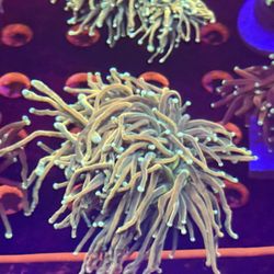 Torch Coral! Hammers, Frogspawn. Going Out of Business Sale 