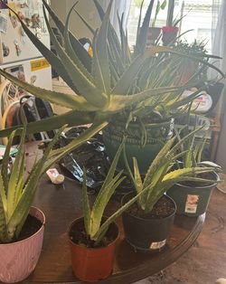 Aloe Vera Plants
