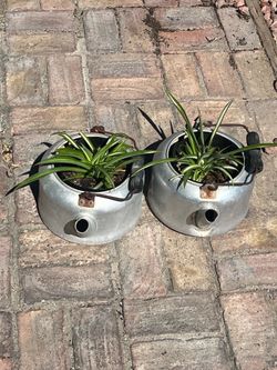 Two spider plants in rustic garden metal watering can planter pots both for $25