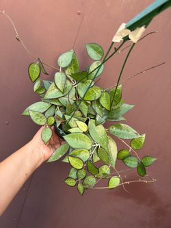6” Hoya black margin