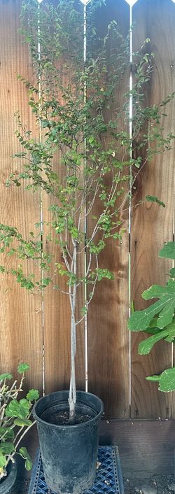 Shade Plant Tree (Unknown)