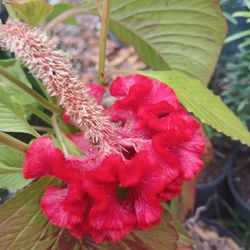 Celosia plants $15