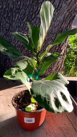 Ficus lyrata fiddle leaf fig plant in 6 in pot