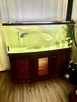 Fish Tank Jebo For Sale