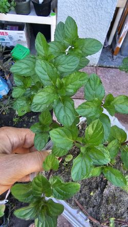 Peppermint Mint Live Herb Plant, Rooted, Actively Growing